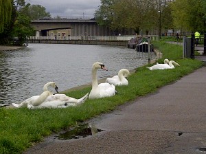 Swans on the Cam